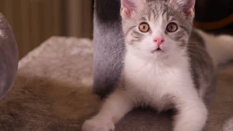 little silver short hair cat kitten lying on cat tree