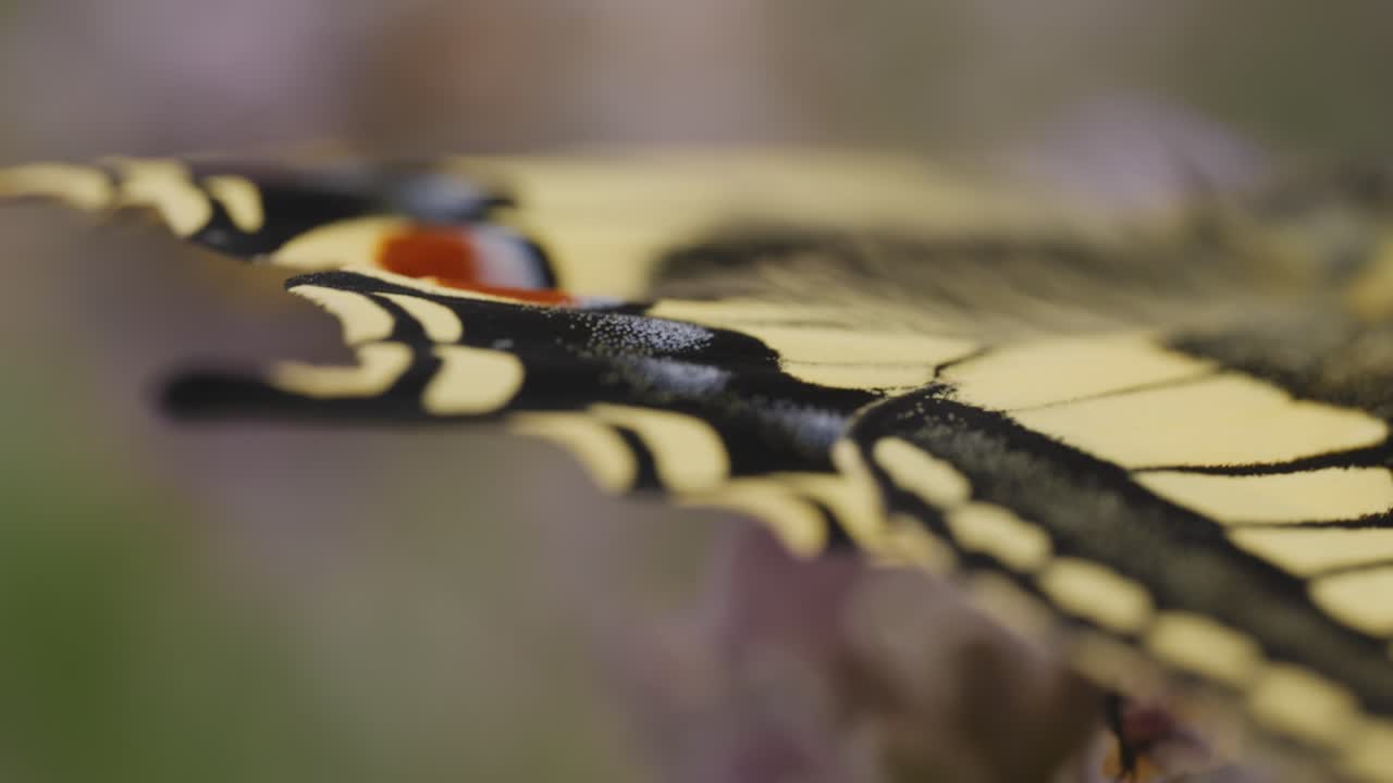 fotografía macro de una mariposa cola de golondrina recién eclosionada en la lavanda