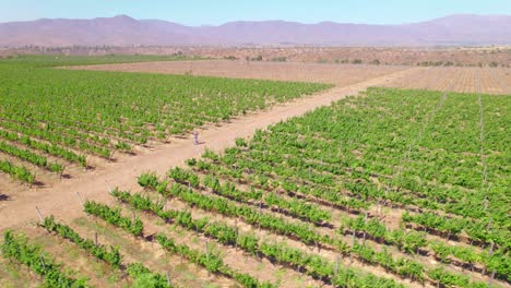 Aerial-rotating-shot-of-a-winegrower-walking-along-a-track-through-vineyards-in-Limari-Valley