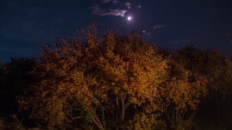 red ripe pomegranate hang from orange leaves tree in autumn harvest season in garden orchard at night the night sky full of stars in iran in background and moon crescent setting to the horizon desert