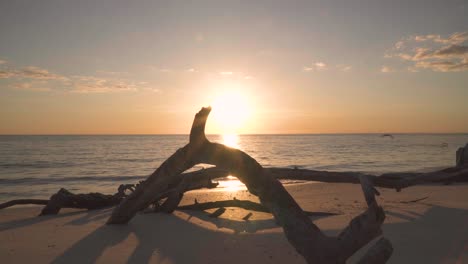 sunset coastal landscape with beach wood log in foreground and bird silhouettes flying in background