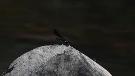 una roca en medio del río y este individuo se va volando para regresar, las moscas también están descansando en la roca