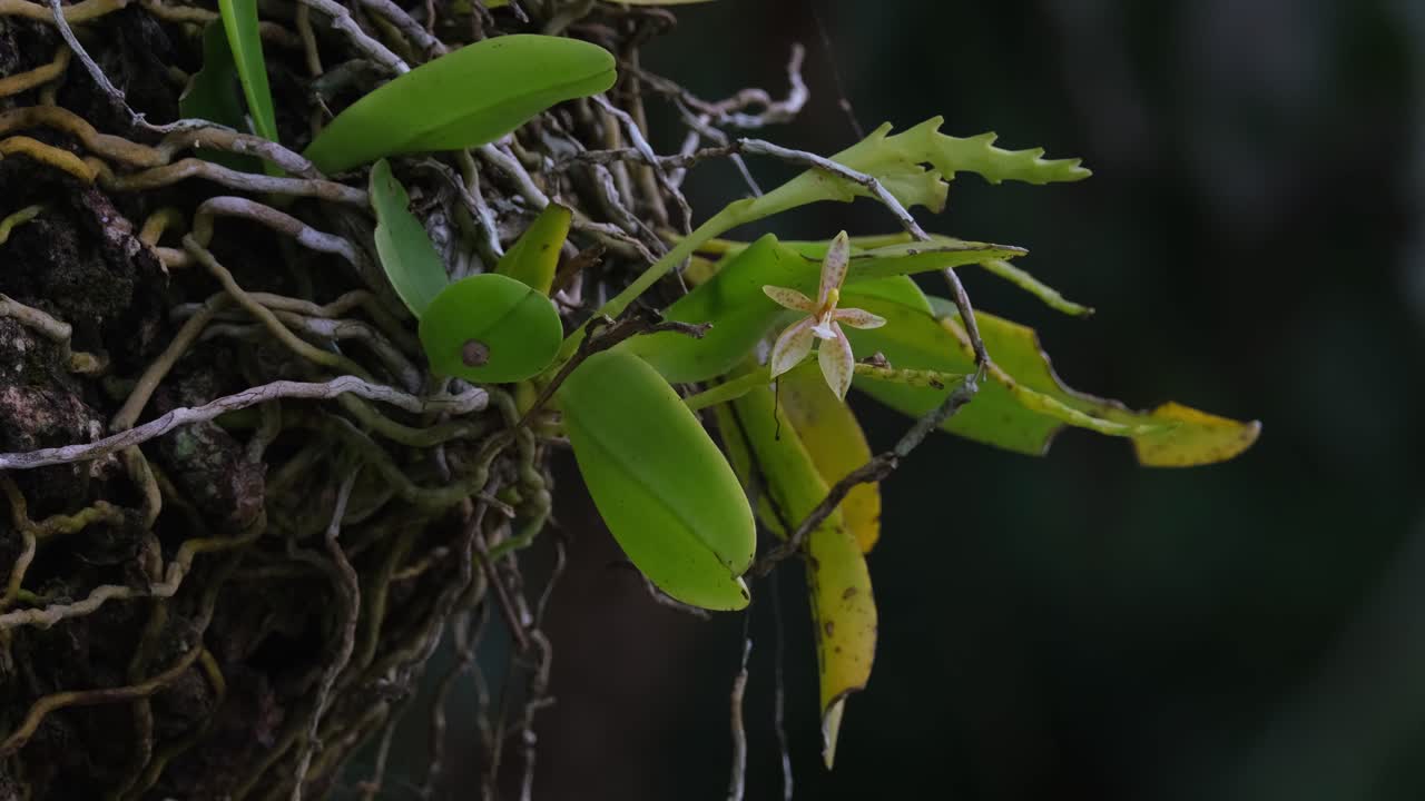 숲 에서 바람 이 부는 오후 에 나무  ⁇  에 자라는 것 을 볼 수 있다. phalaenopsis cornu-cervi, 야생 오르키드, 태국