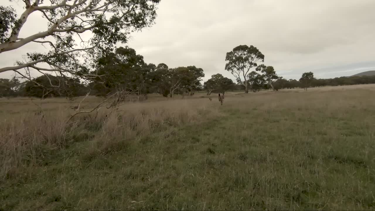 Drone folow shot of a troop of kangaroos running through Australian bush.