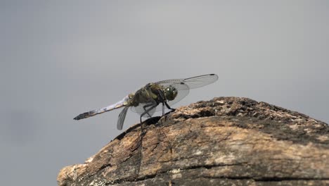 Close-up-shot-of-beautiful-dragonfly-sitting-on-stone-outdoor-during-sunny-day