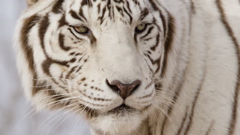 hace zoom en el tigre que lame los labios en cámara lenta.