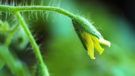 Makroaufnahme-Einer-Gelben-Tomatenblüte-Mit-Hervorstehenden-Haaren,-Natürliches,-Selbst-Angebautes-Gemüse,-Mikrogartenarbeit,-Extreme-Nahaufnahme,-Unscharfer-Hintergrund