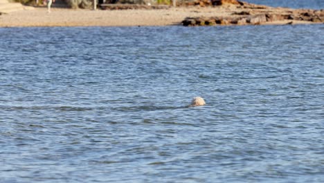 dog fetching ball in the water