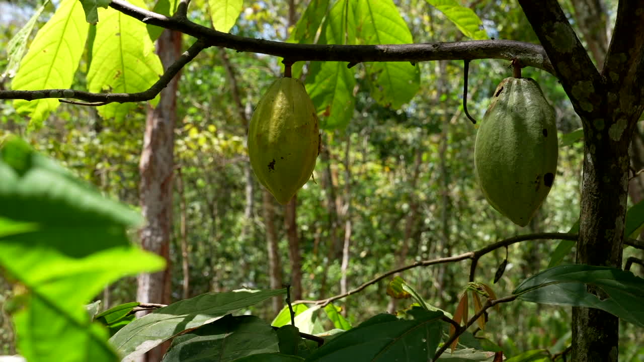 hermoso árbol de cacao en la jungla mexicana