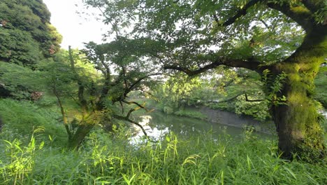 도쿄 치도리가푸치 (tokyo chidorigafuchi) 2022년