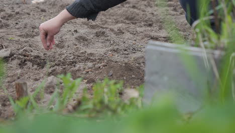 Samen-In-Einem-Garten-In-Zeitlupe-Pflanzen