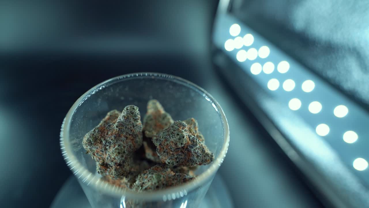 Ripresa cinematografica macro dettagliata con movimento fluido di gru rotante di una pianta di cannabis, varietà ibride arancioni, tipo Indica, fiore di marijuana verde, slow motion a 120 fps, luci LED da studio, vetro trasparente.