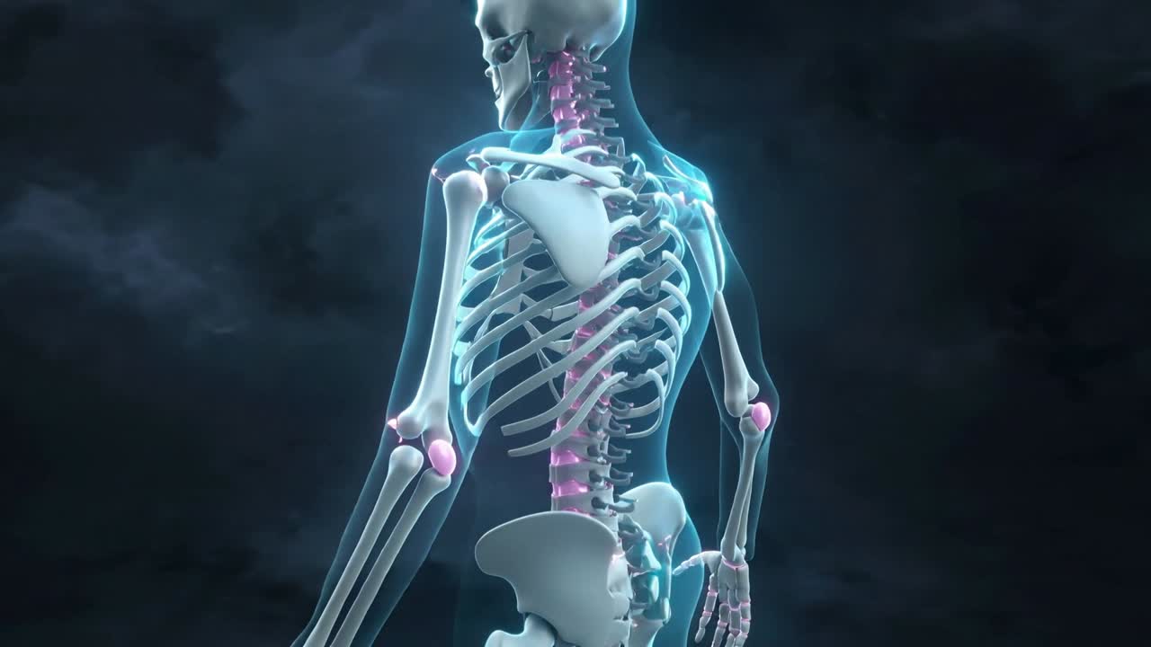 Orbiting camera revealing rotating 3D skeleton in studio, vertebral column highlighted, for anatomy