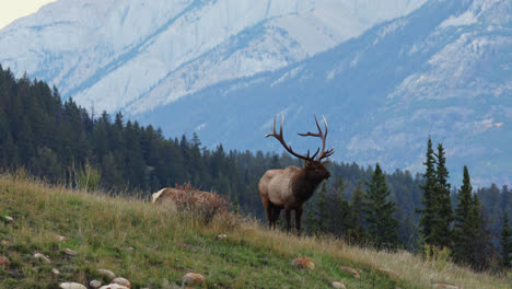 bull elk in rut on hillside calls for female