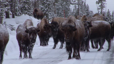 bison buffalo graze and walk in yellowstone national park in winter 1