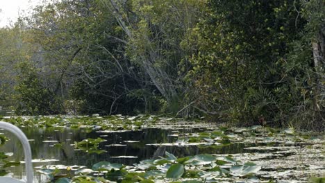 Toma-Panorámica-En-Cámara-Lenta-Hacia-La-Derecha-De-Una-Vía-Fluvial-Turbia-Y-Pantanosa-En-Los-Everglades-De-Florida-Cerca-De-Miami-Cubierta-De-Nenúfares-Y-Rodeada-De-Grandes-Manglares-En-Un-Cálido-Y-Soleado-Día-De-Verano