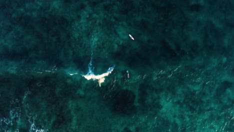 birds eye view of female surfer carving waves on crystal clear ocean