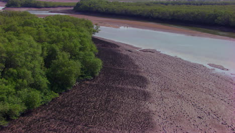 Kurviger-Luftflug-über-Die-Mangroven-Mit-Drohnenkamera,-Trockener-Meeresgürtel-Mit-Grünen-Bäumen,-Weniger-Wasser