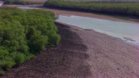 vuelo aéreo con curvas sobre los manglares con cámara de drones, cinturón seco de mar con árboles verdes, menos agua
