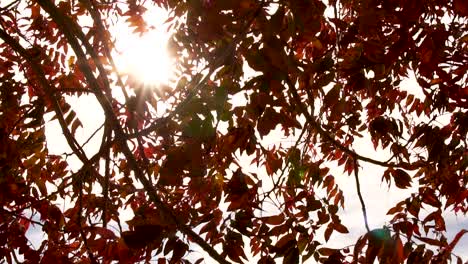 Hojas-En-Un-árbol-En-Cámara-Lenta-De-Otoño