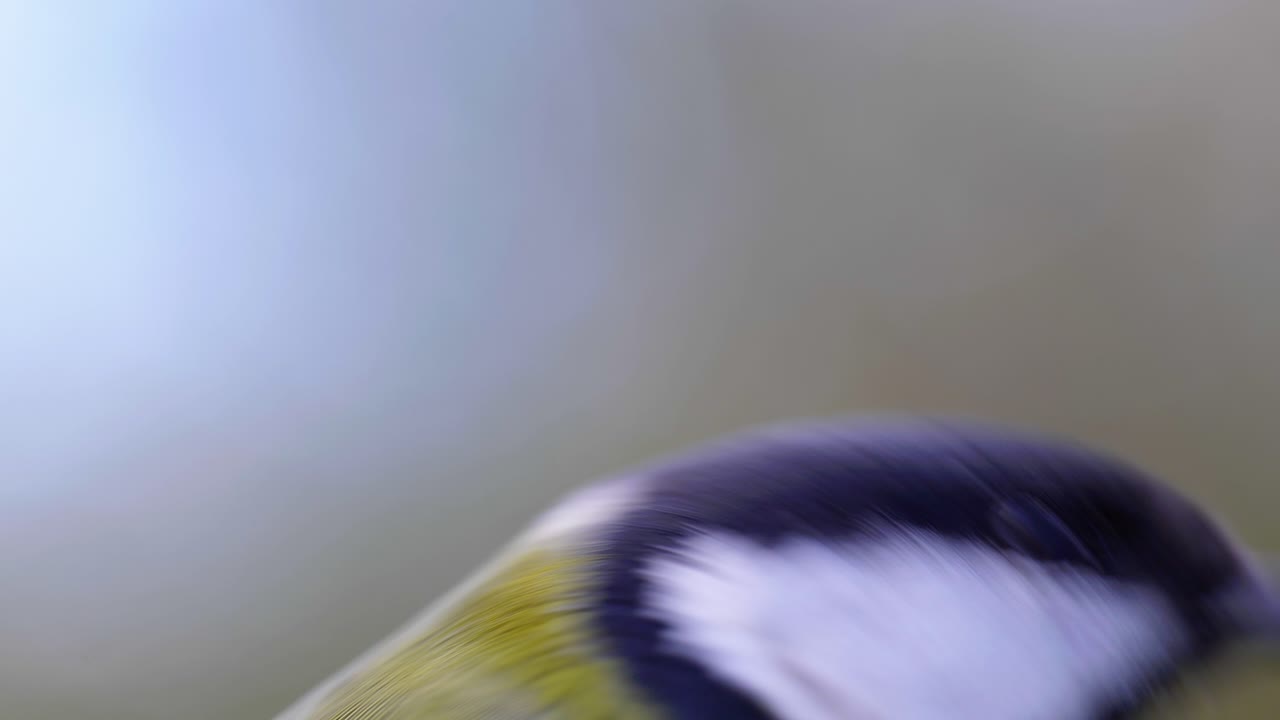 toma macro de cámara lenta cinematográfica de 4k de un pájaro volando a un comedero de pájaros y comiendo semillas