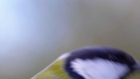 4k cinematic slow motion macro shot of a bird flying to a bird feeder and eating seeds