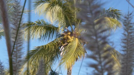 palmera de coco sacudida por el viento