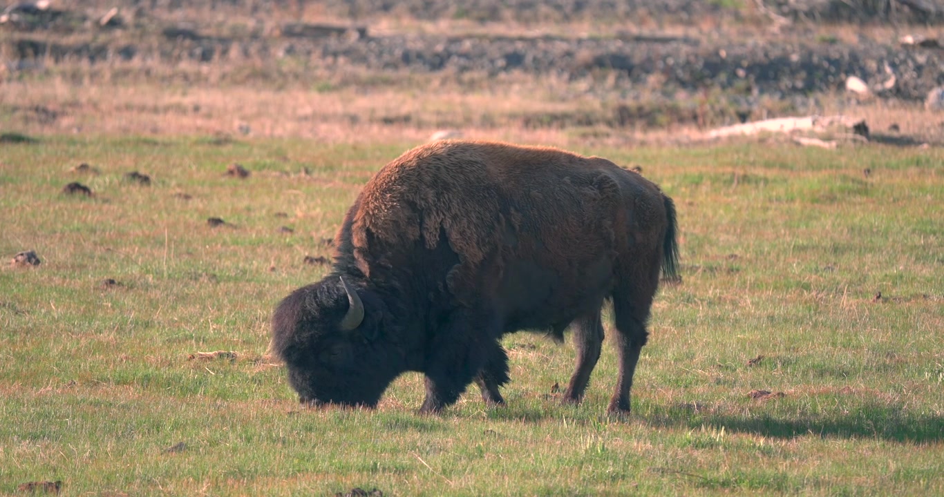Subito dopo l'alba, un bisonte solitario pascola nel Parco Nazionale di Yellowstone.
