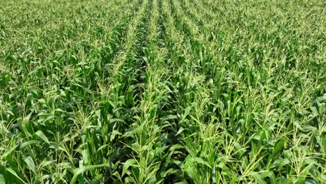 slow low angle flight over growing green maize field on sunny day in usa