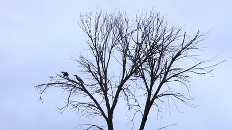 Magpies-sitting-in-a-dead-tree-with-the-wind-blowing-ever-so-strongly