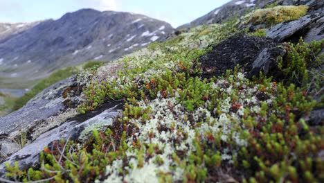 close up of moss and lichen growing on a mountainside