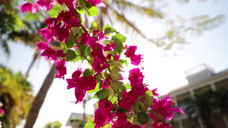 tropical pink flowers found in key west, florida