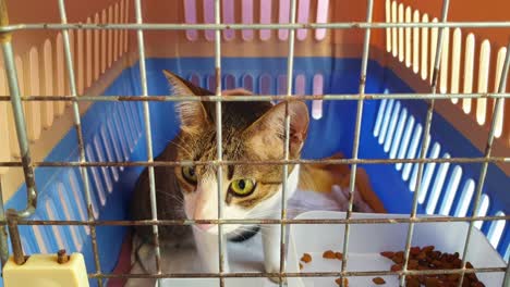 view through meshed door of adorable cute tabby cat sitting inside a pet carrier box at vets for health check up in preparation to fly on airplane