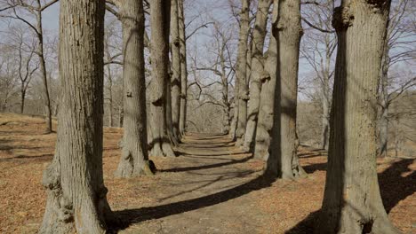 movimiento constante y suave de árboles simétricos en el bosque