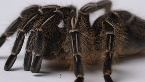 tarántula comedora de pájaros rosa de salmón - toma panorámica que muestra las piernas con pelos finos que sobresalen