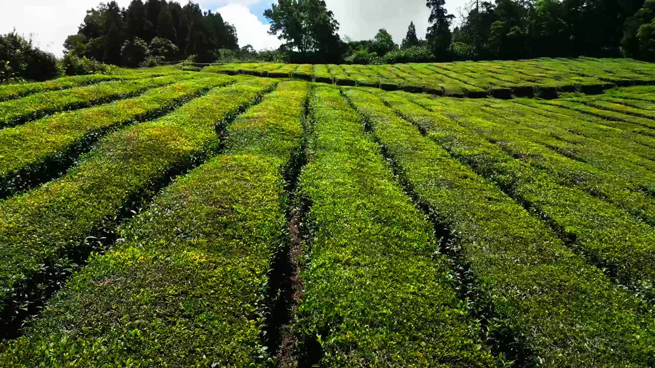 Lussureggiante piantagione di tè con campi di un verde vibrante e uno sfondo panoramico, giornata di sole