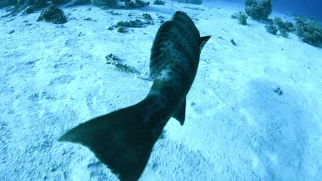 sea cod grouper fish swilling slowly in the ocean