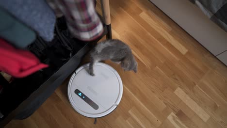 pet and housework, smart technology concept. robot vacuum cleaner and small playing gray tabby scottish straight kitten at home. cat kid and robotic vacuum cleaner in room. smart home, daily vacuuming