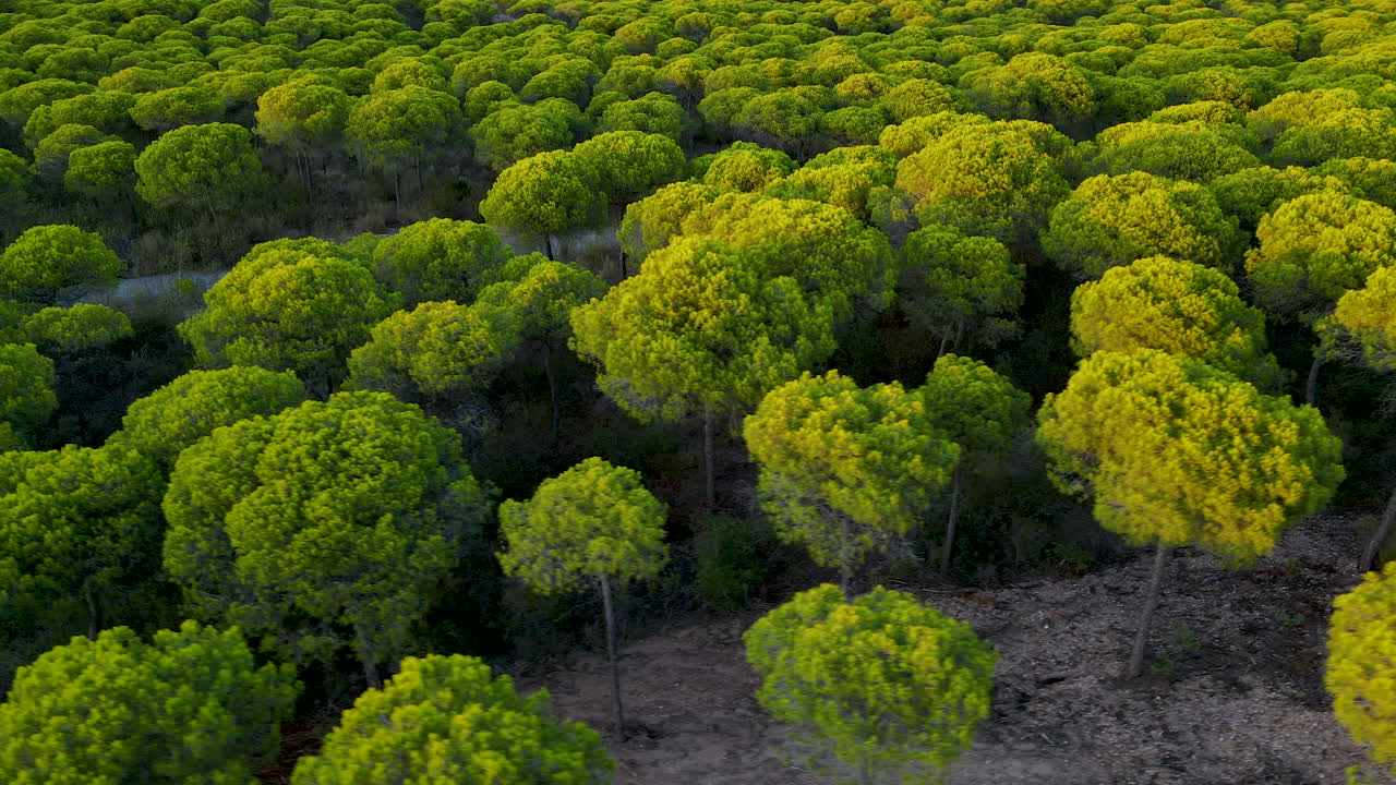 Evergreen Stone Pine Forest in Cartaya, Huelva, Andalusia, Spain at sunset - Arial Sliding on low altitude