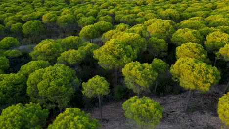 Immergrüner-Steinkiefernwald-In-Cartaya,-Huelva,-Andalusien,-Spanien-Bei-Sonnenuntergang---Arialgleiten-In-Geringer-Höhe