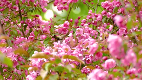 a tennessee warbler perched on a tree branch, chirping among spring blossoms, captured in