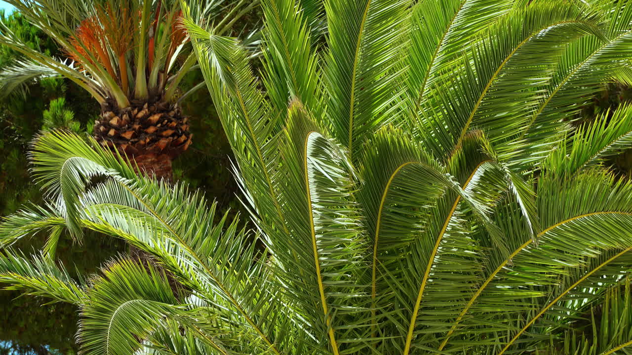 Close up of a palm tree in sunlight