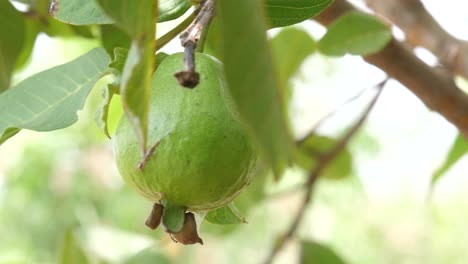 Primer-Plano-De-La-Fruta-De-Guayaba-Colgando-De-Un-árbol