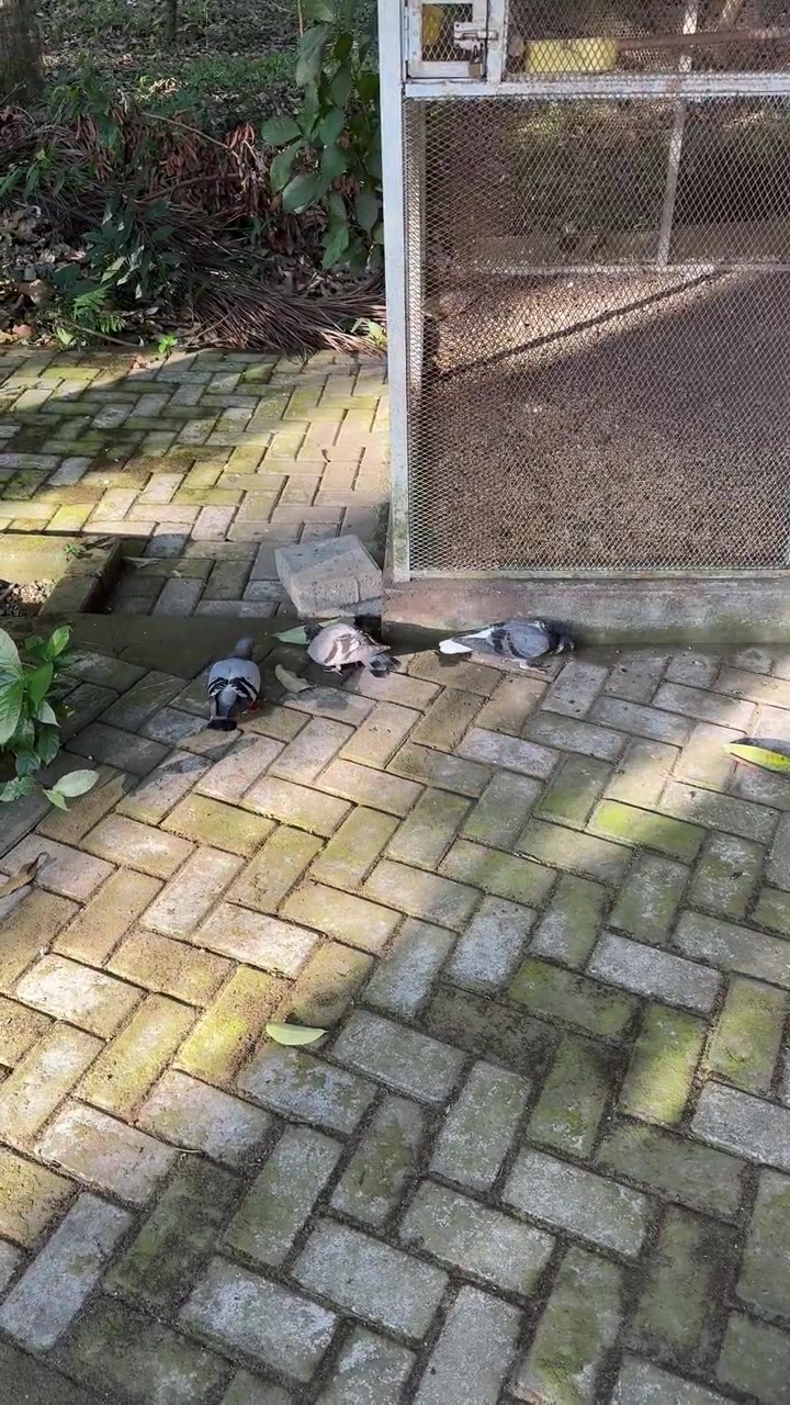 Group of Pigeons Feeding on Paved Ground Near Birdcage