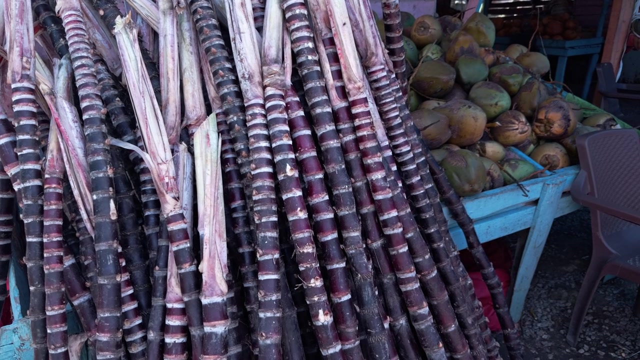 Large pile of freshly cut purple sugar cane stalks for sale at roadside fruit stand