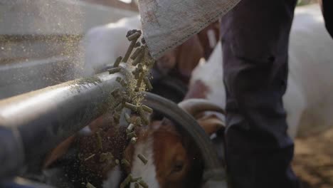 close up of goat feed pouring while goats eat from trough