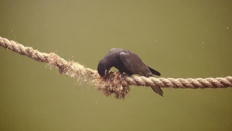 bird searching for food on a rope