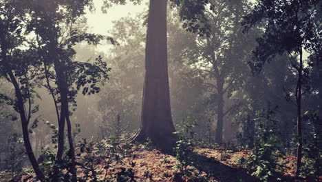 Forest-of-Trees-illuminated-by-sunbeams-through-fog