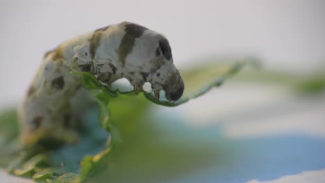 close up gimbal shot of silkworm on leaf