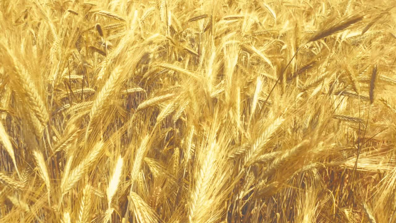 Sunlight on ripe wheat – a simple, beautiful moment in nature. Hints of fresh bread and the bounty of the land.